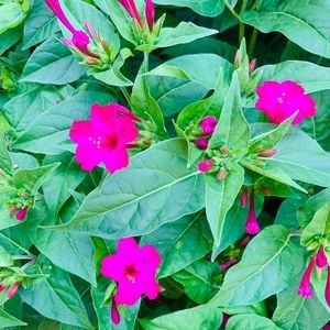 Meet your Posher, Janice